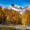 Albula, Herbst